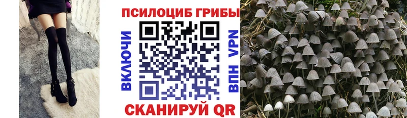 Купить  Приморско-Ахтарск  Галлюциногенные грибы Psilocybe 